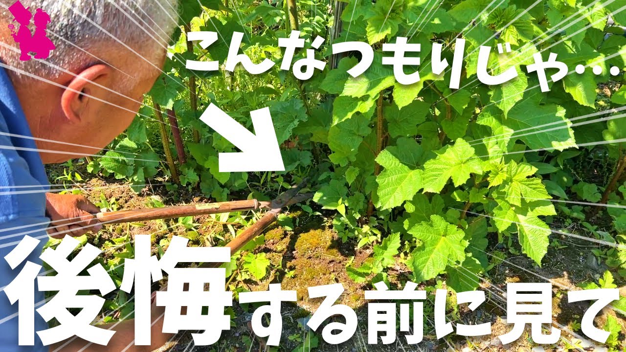 【失敗しない】木イチゴの管理と後悔しない為の注意ポイント
