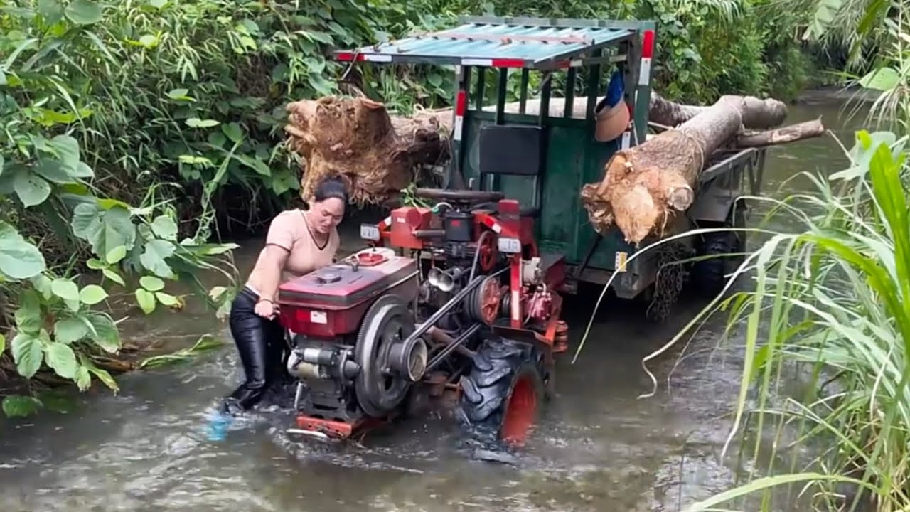 Agricultural vehicles transporting timber; a girl buying and harvesting timber in the countryside.