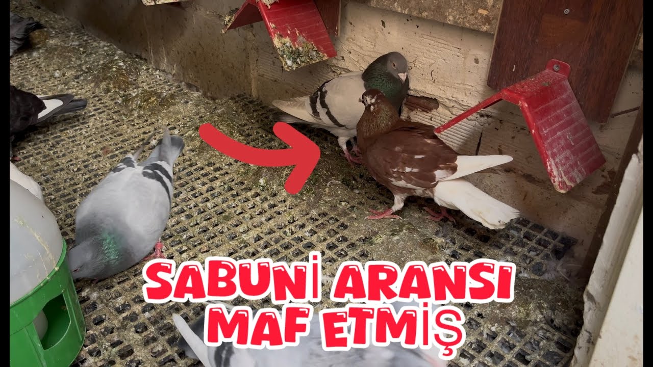 KAÇAK SABUNİ ARANS ERKEĞİ MAF ETMİŞ ( BÖLÜK BİR GÜN ARA İLE HAVADA )