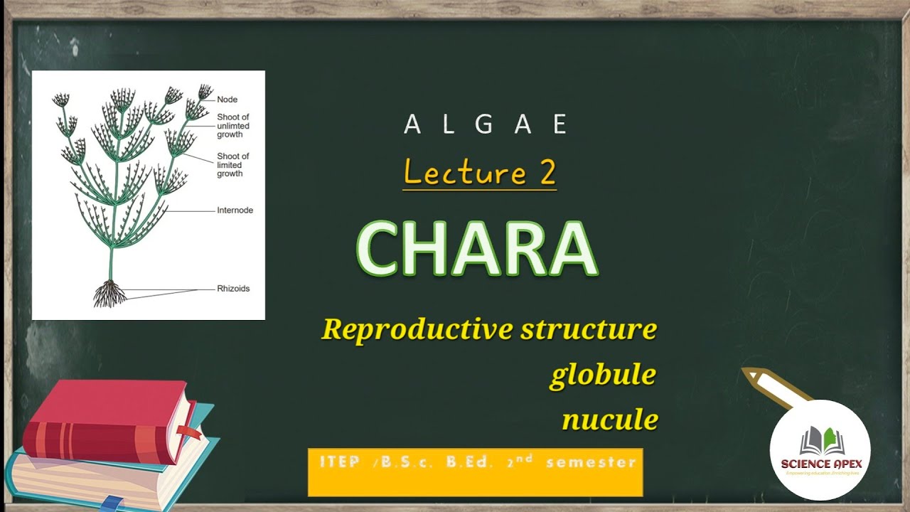 CHARA L-2 Reproductive part- lobule ,nucule | Morphology of Chara | BSc Botany | NEET | ITEP