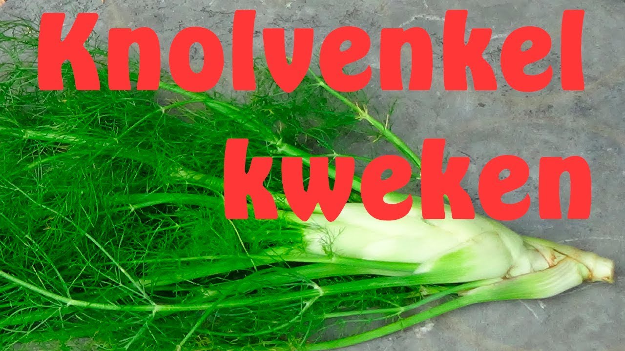 Knolvenkel kweken