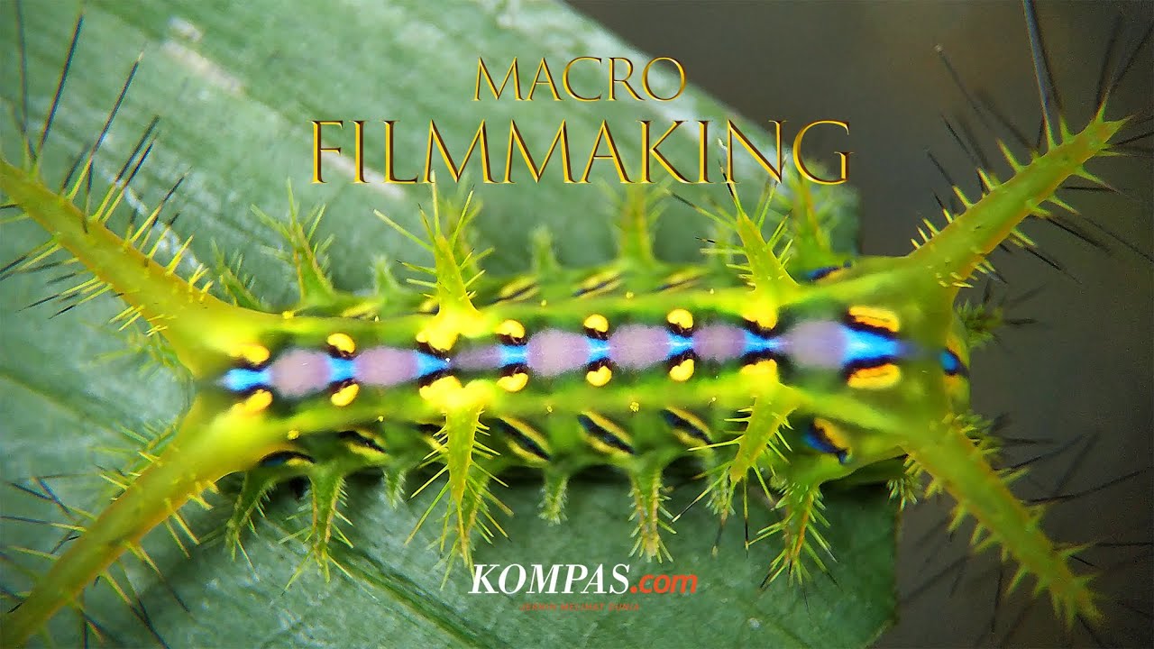 BELAJAR MACRO FILMMAKING Bermodal Hape dan Lensbong