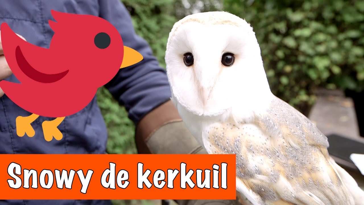 Allemaal verschillende vogels🐦 | DierenpraatTV