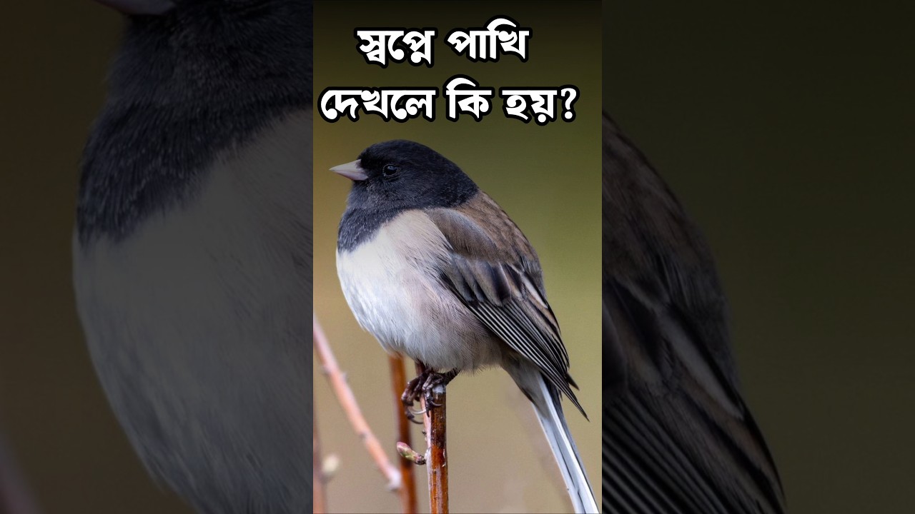 স্বপ্নে পাখি দেখলে কি হয়? 