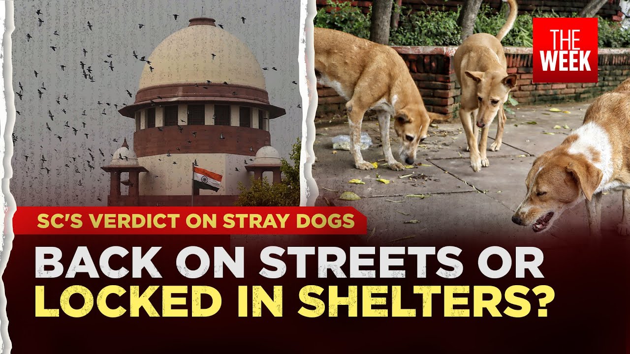 Supreme Court order on stray dogs | SC modifies order: Here is all you need to know