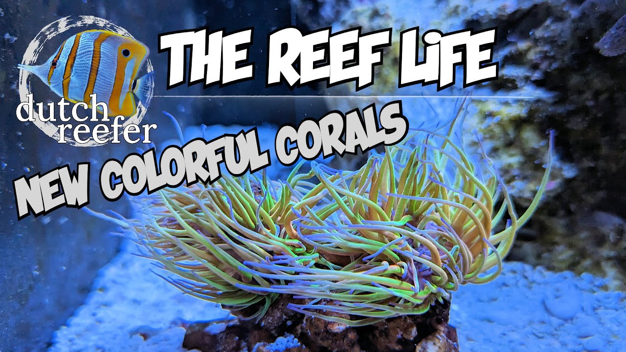 THE REEF LIFE with New Colorful Corals