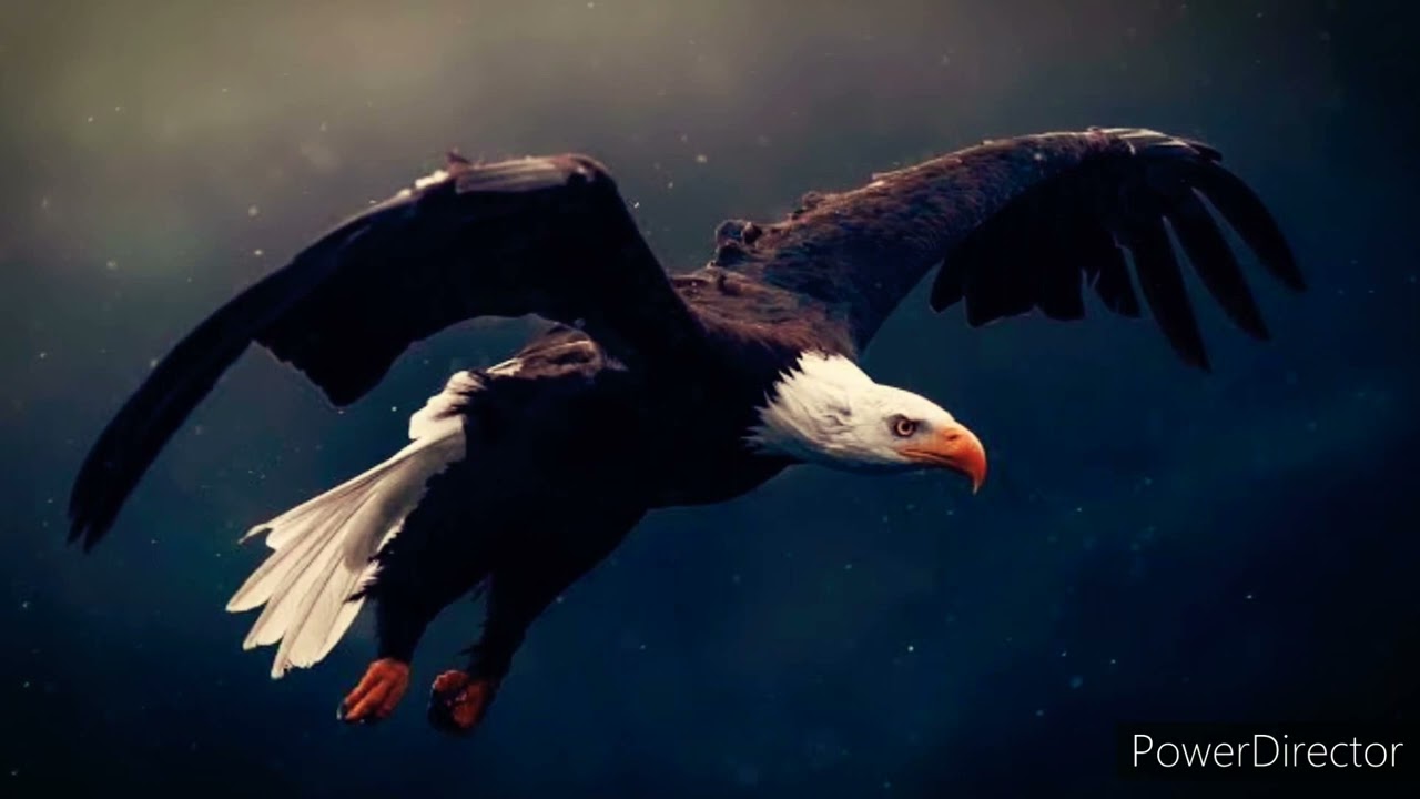 Aguila guile - Canto de Temazcal