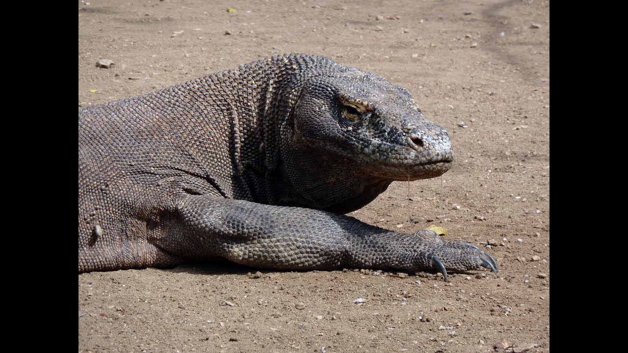 Komodo Dragons on Rinca Island (Komodo National Park)