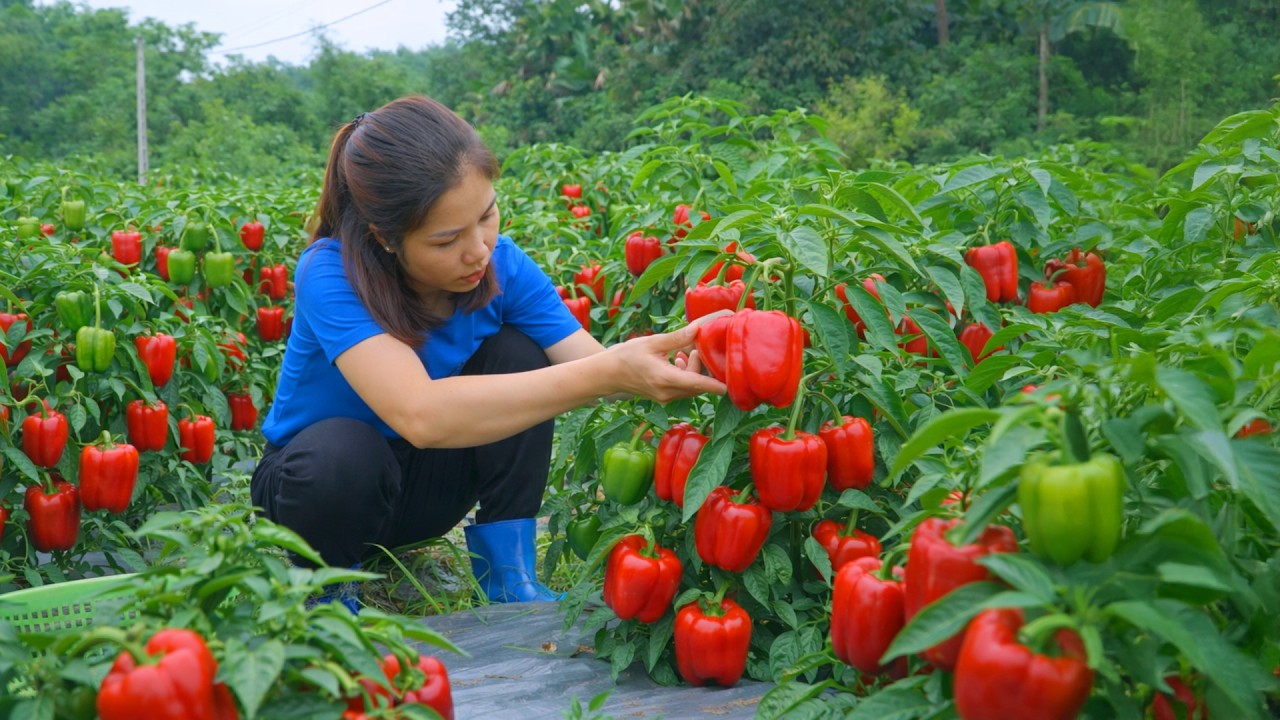 Harvesting 1000 + Kg Imported sweet bell peppers To Sell At Market | Tieu Ca Free Bushcraft
