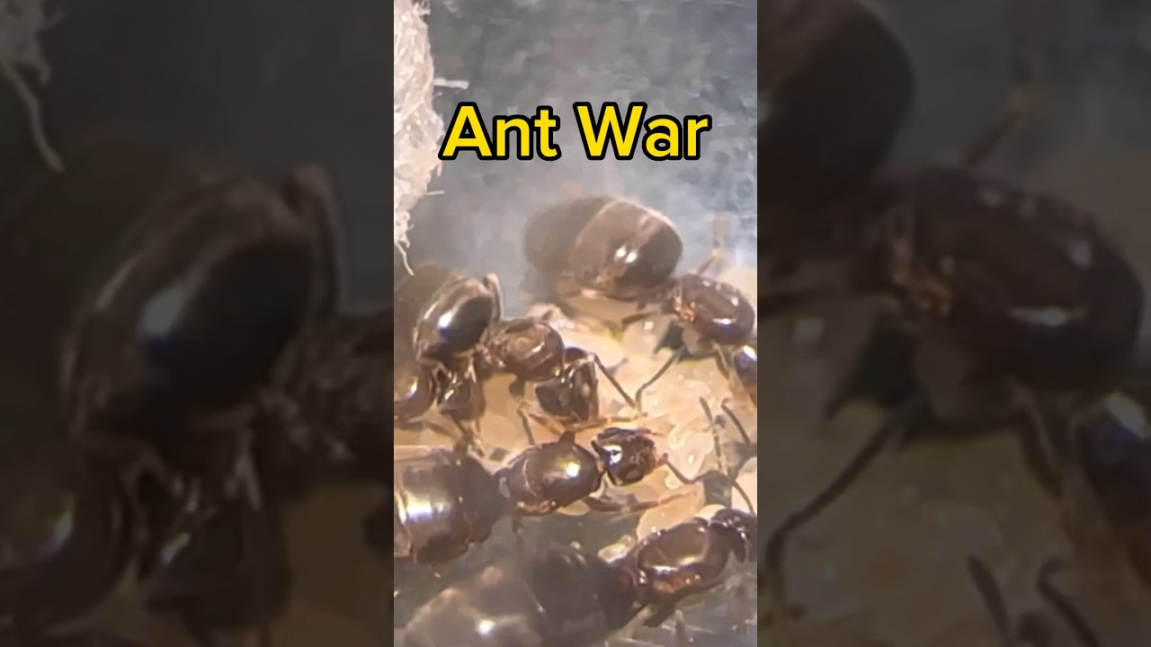 Starting An Ant War