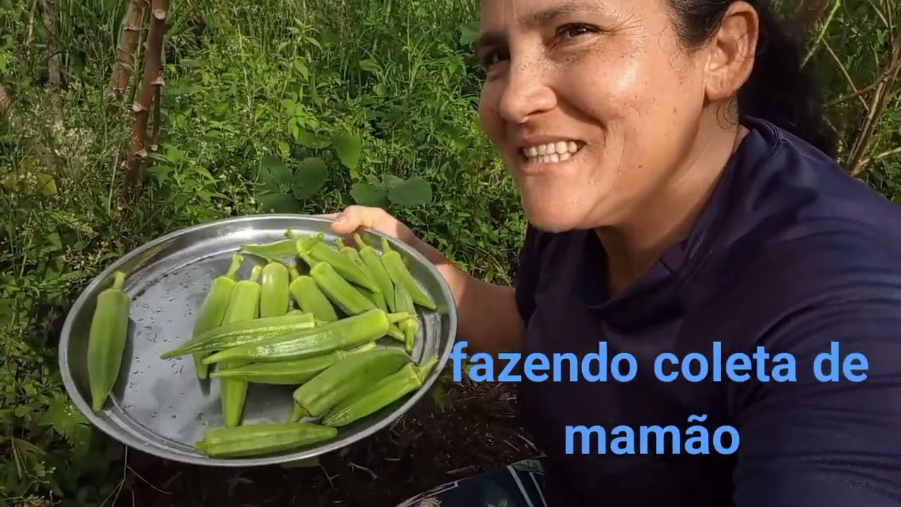 Fazendo colheita de mamão e quiabo 