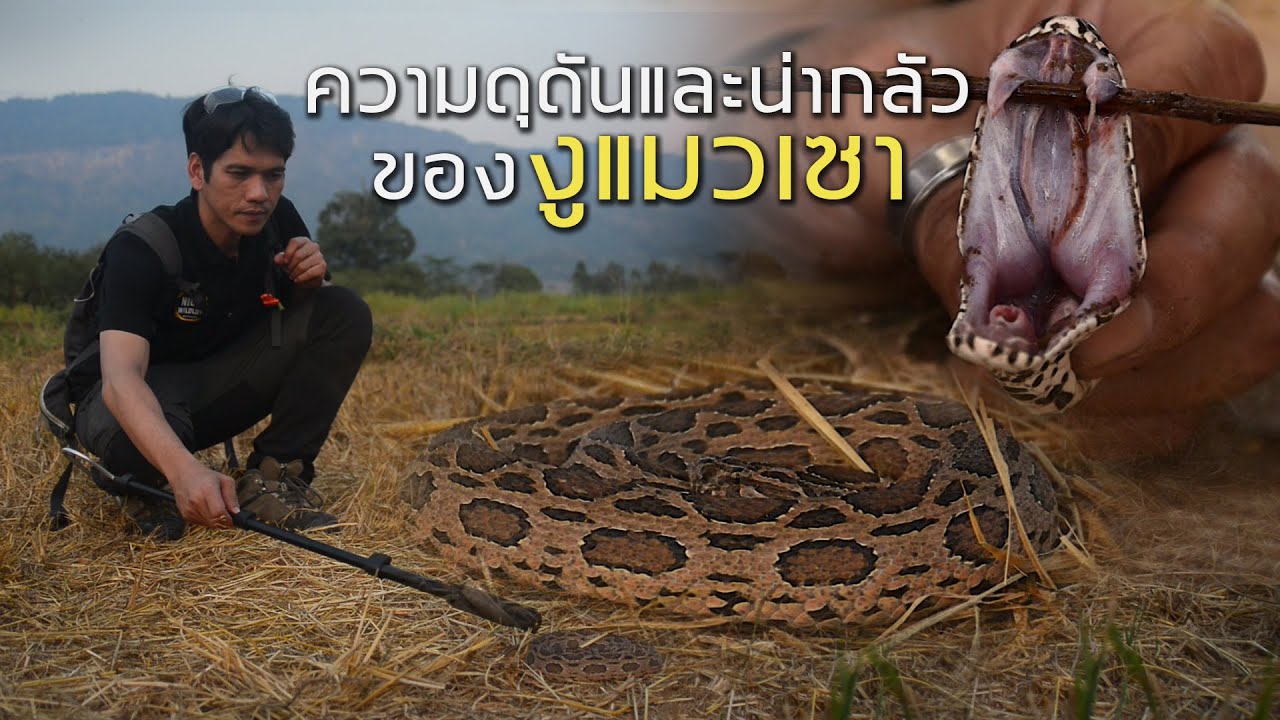 อสรพิษวิทยา EP.17 ความดุดันและน่ากลัวของงูแมวเซา