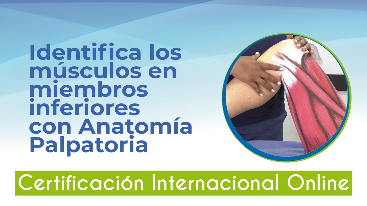 Anatomía Palpatoria