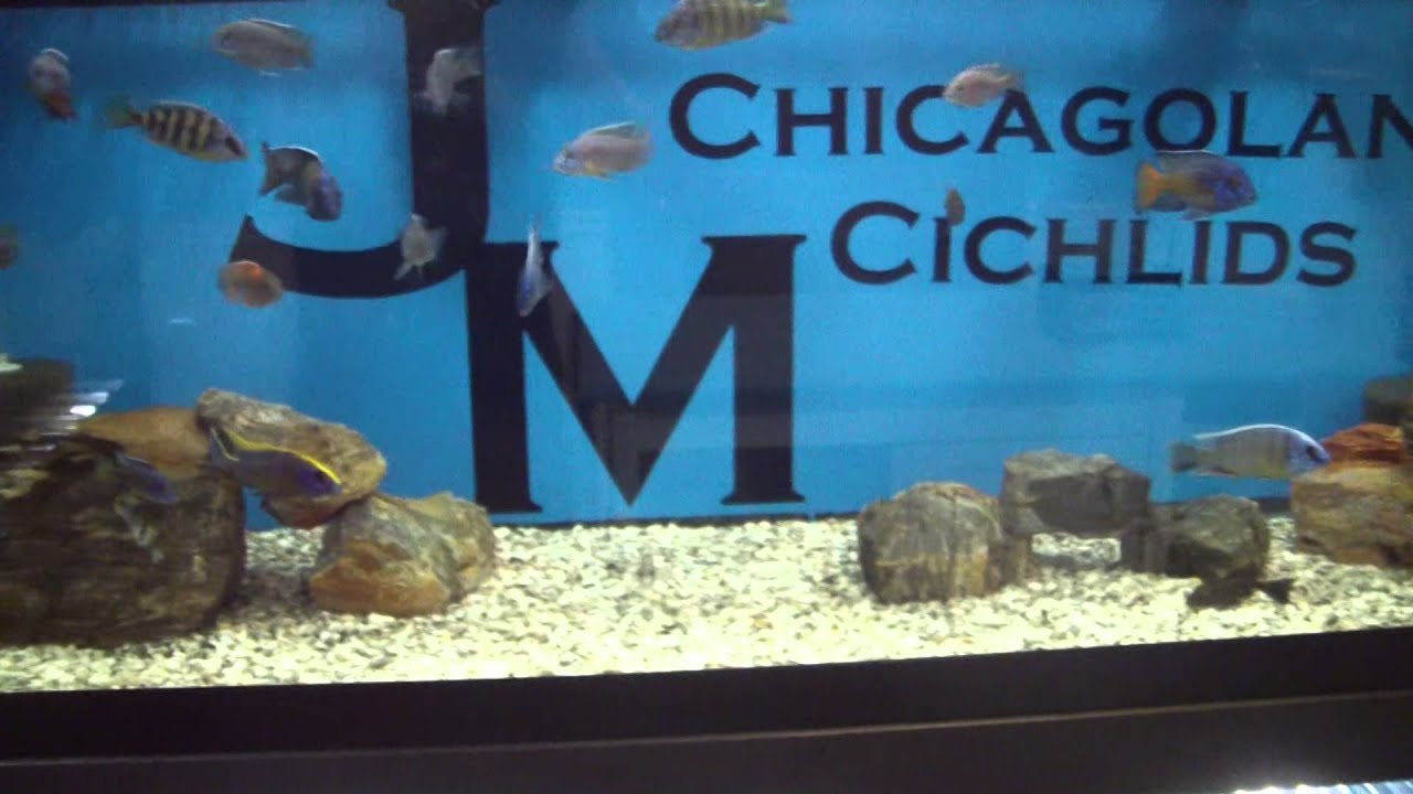 Fish Room Tour / Update 12/31/15