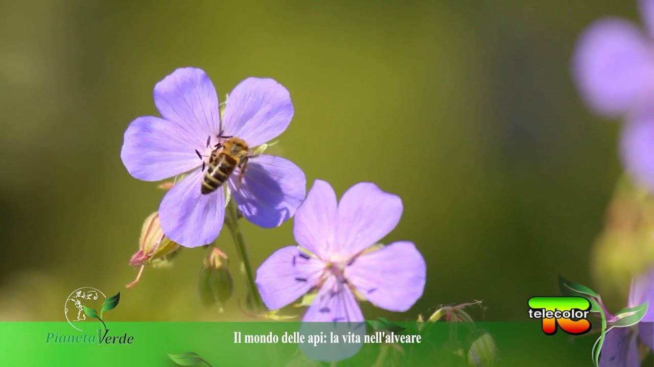 Pianeta Verde: Apicoltura Centofiori, miele bio dalle colline piacentine 15.01.2022