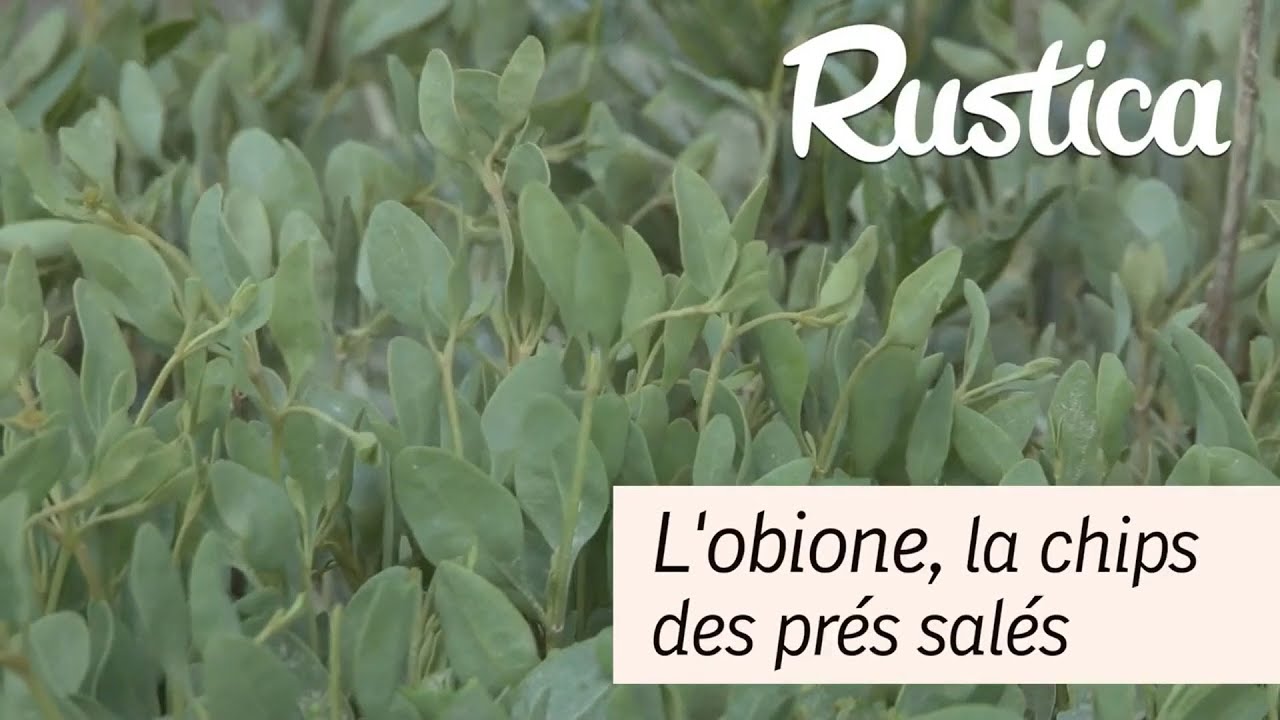 L'obione