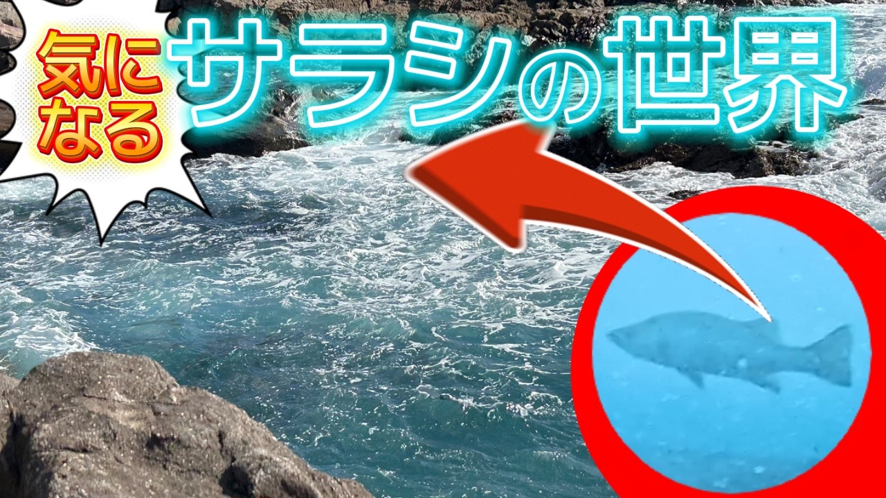 サラシの下ってどうなってるの？南紀のヒラスズキを水中カメラで追ってみた