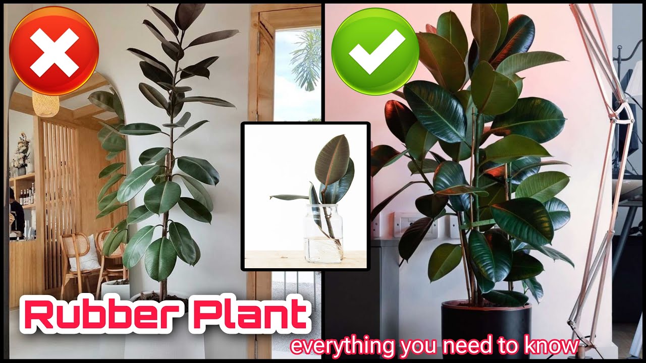 Make your Rubber plant bushy | Cutting and Propagating Rubber Fig | Everything about Rubber Plant 🌱