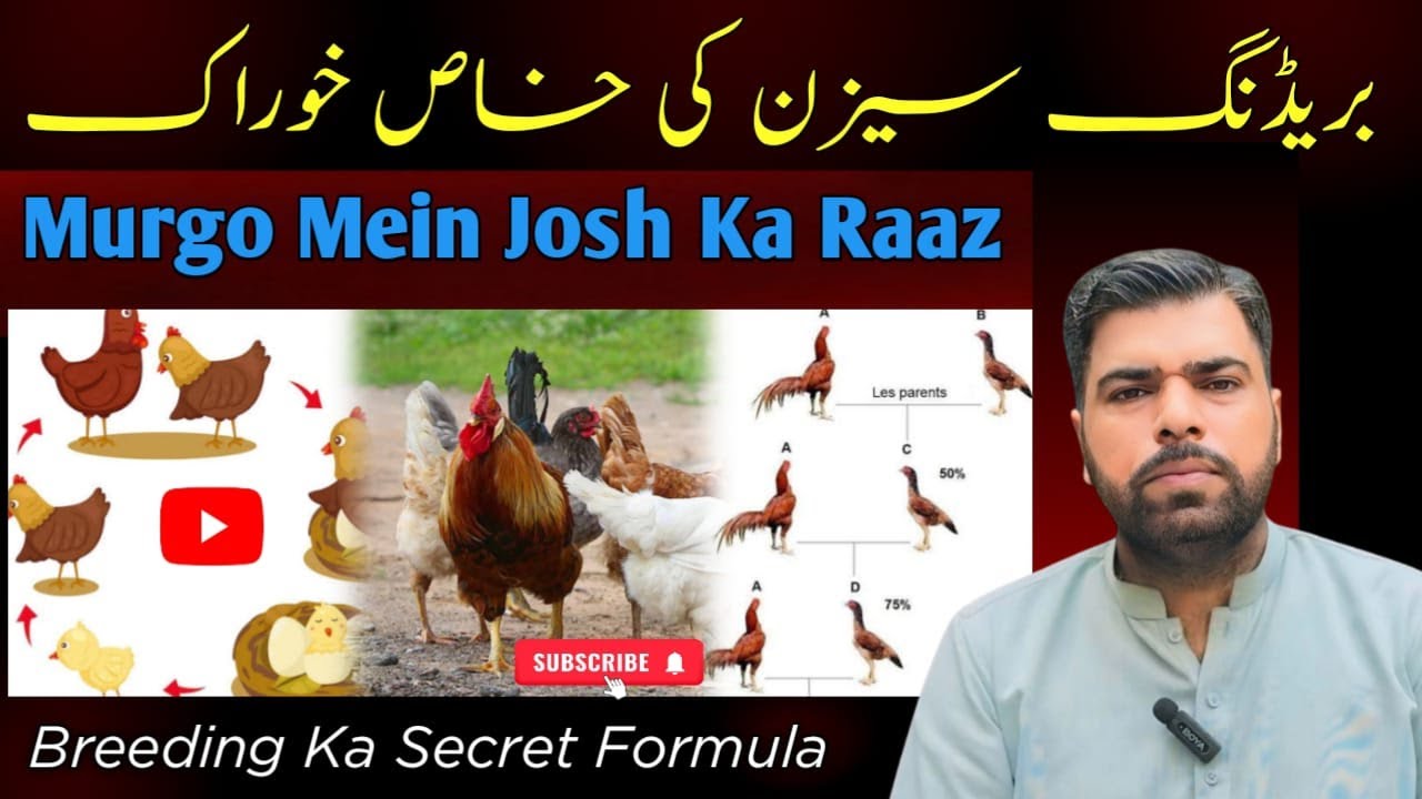 Murgu Mein Josh Ka Raaz | Best Breeding Tips For Aseel | 100% Working Formula | JoGi AseeL