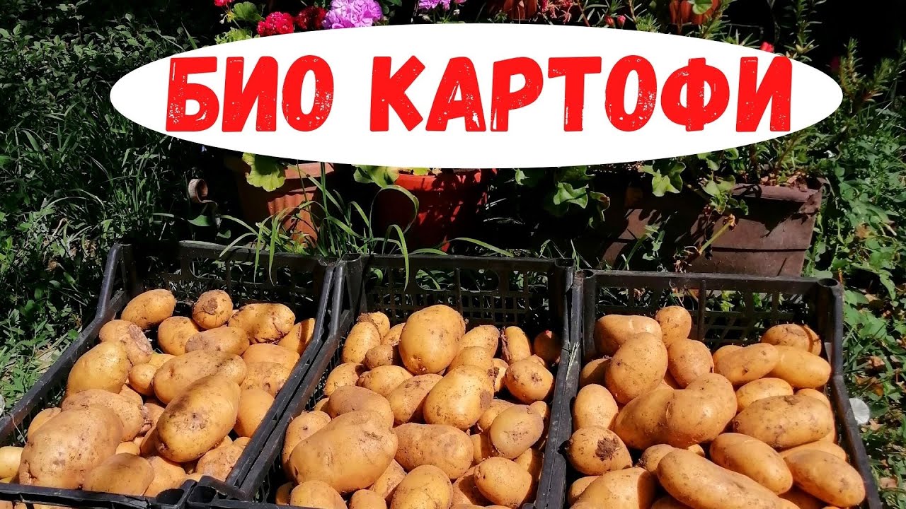 Отглеждане на био картофи от засяване до вадене.