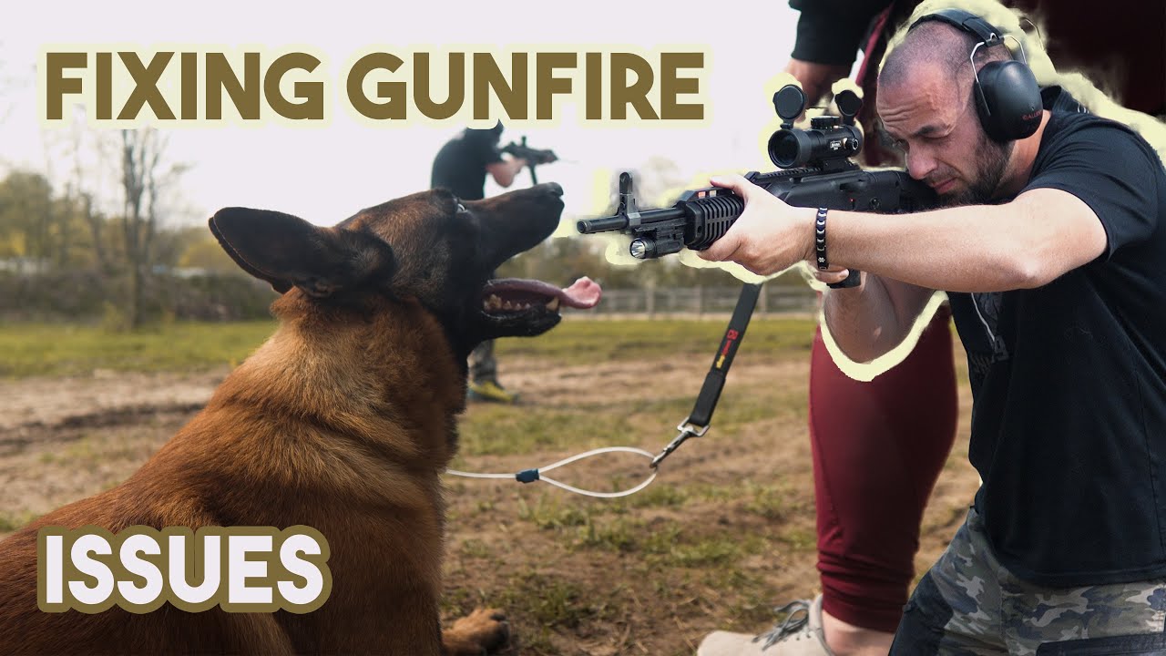 K9 Gunfire Neutrality Training