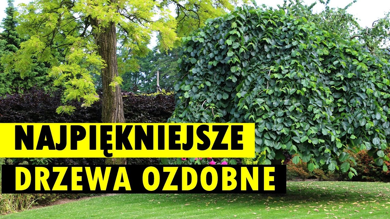 ZŁOTA 10 ozdobnych drzew w ogrodzie - warto je znać i posadzić