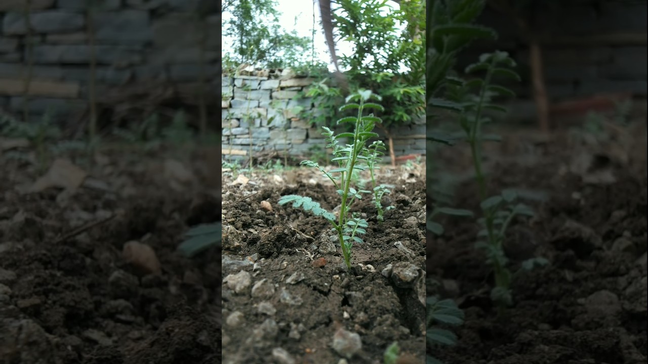 Gram crop was weeded #nature #farming #gram #shorts