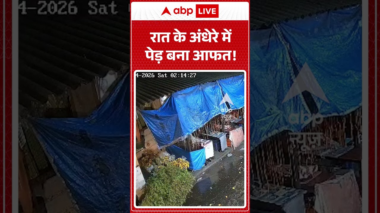 Viral News : रात के अंधेरे में पेड़ बना आफत! | #viral #monsoon #weather #rain #flood