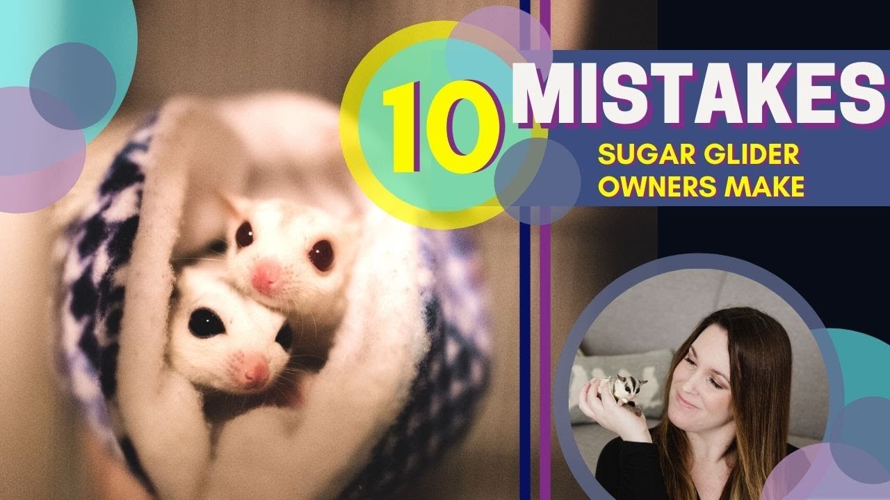 10 MISTAKES Sugar Glider Owners Make