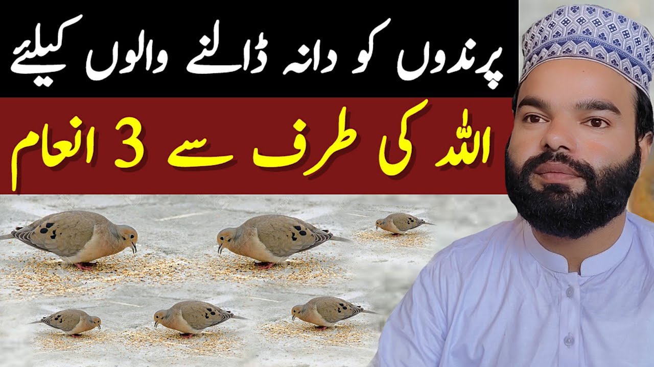 3 Benefits of Seeding Birds | Best Speech In Urdu | Shabbir Qamar Bukhari Latest Video