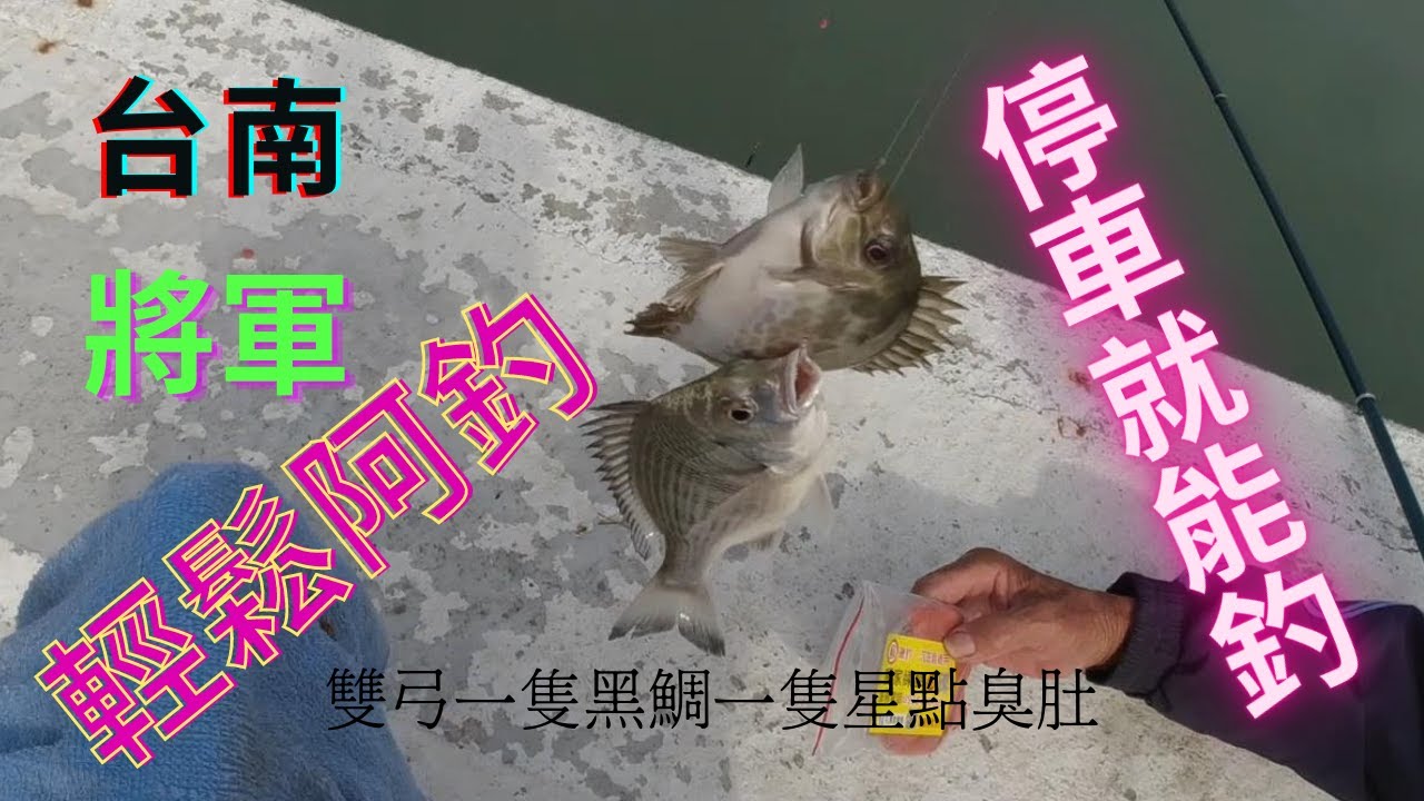 台南|將軍|路邊|練餌|輕鬆釣#臭肚 #黑鯛 #星點臭肚#娘娘
