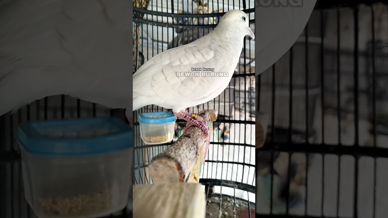 Perkutut putih Lurik gacor suara bagus