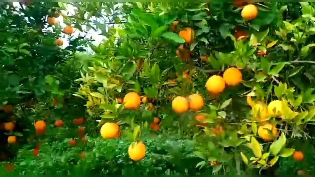 اليوم جيت نشارك معاكم نهاري في البادية  كيف داز
