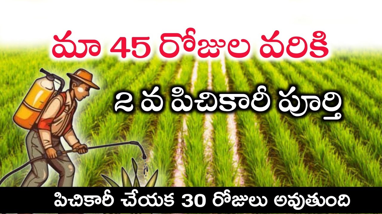 వరిలో 2వ పిచికారీ | మా వరిలో 2వ పిచికారీ | Paddy crop Second Spray