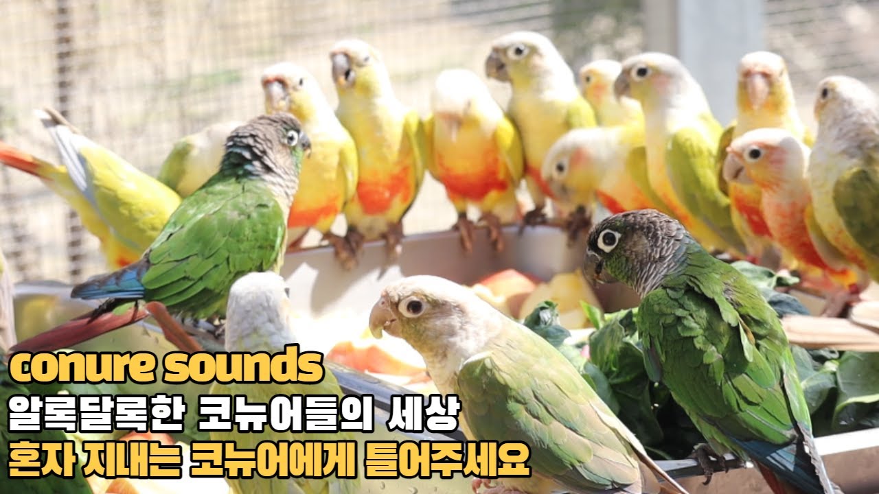 알록달록한 코뉴어의 햇살 가득한 봄날의 추억