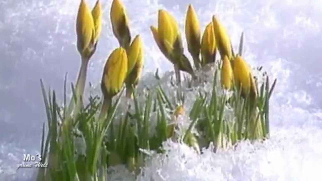 Gartenmarkt   Zwiebelblumen im Herbst