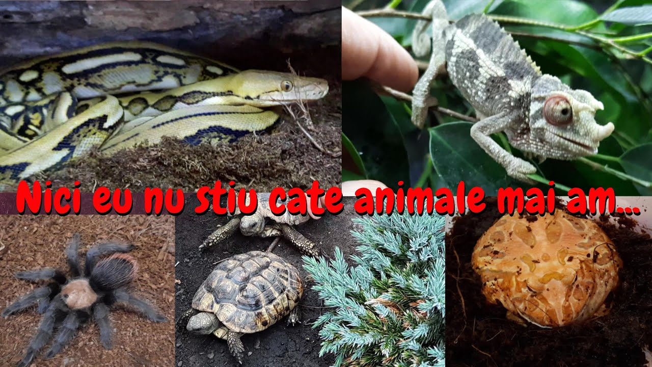 #139 - Turul tuturor animalelelor din casa DinTerariu!