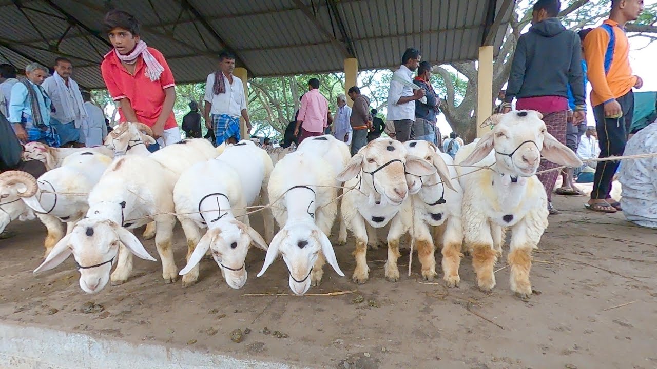 Vikas Gowda and others trading sheep in Kirugavalu