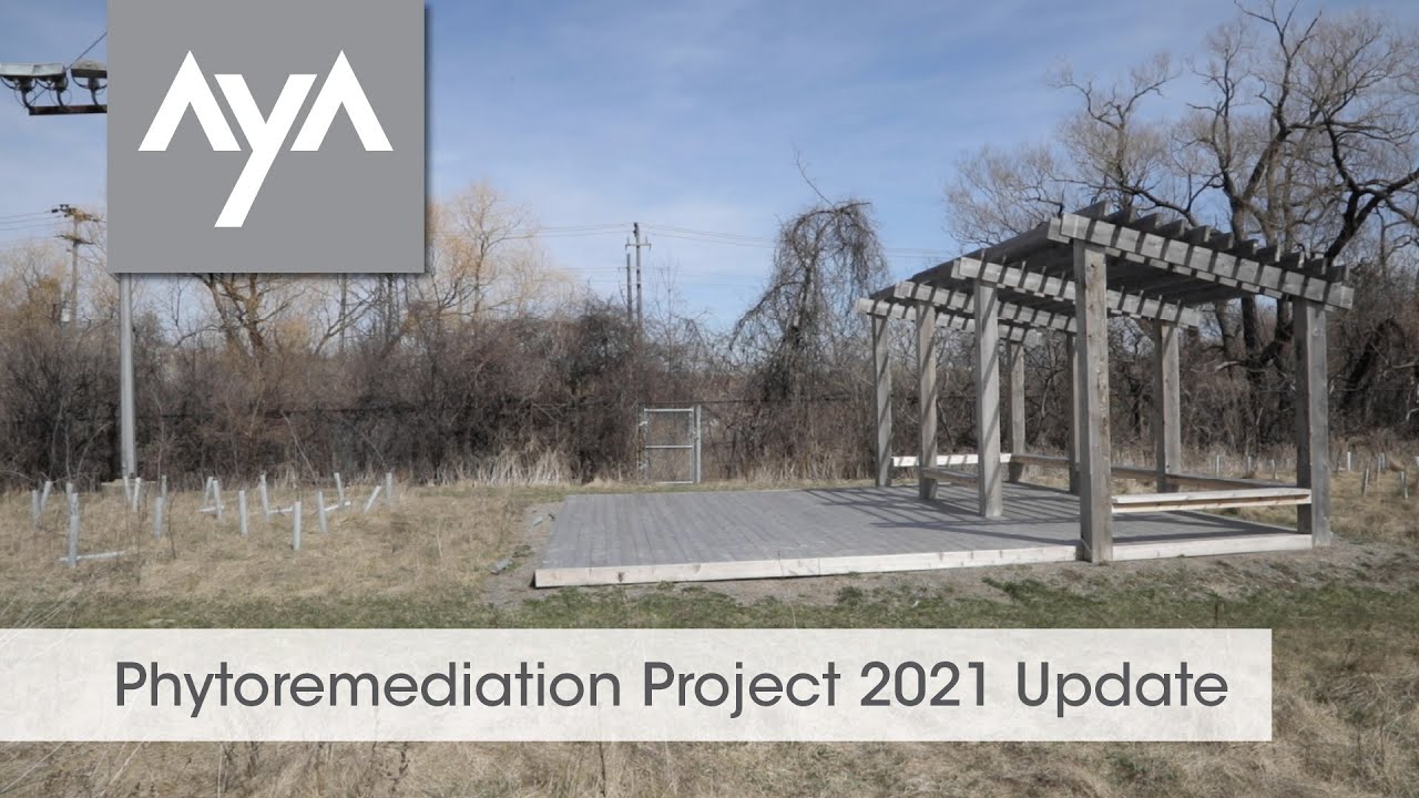 AyA Kitchens Phytoremediation Project 2021 Update