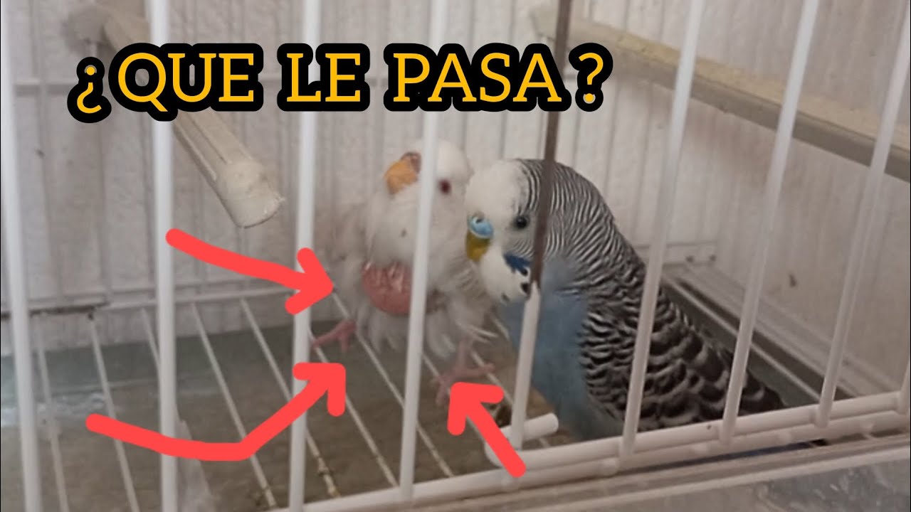 ¿QUE LE PASA A LA HEMBRA DE PERIQUITO? + ACTUALIZACIÓN DE LOS PAJAROS