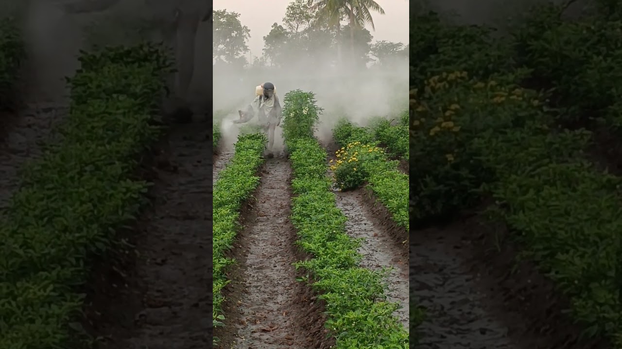 Stihl 450 mist blower