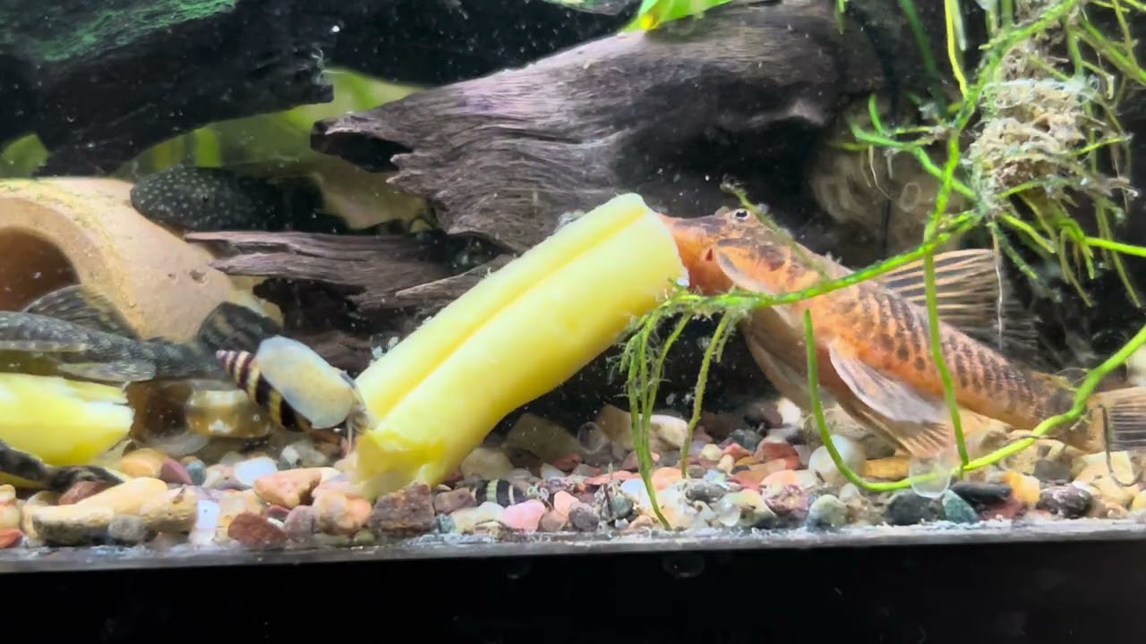 Calico bristlenose pleco