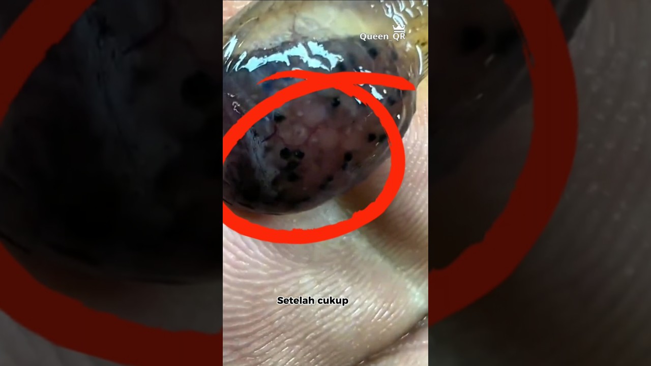 Ikan Guppy Ternyata Beranak 🐠 #reaction #information #shorts