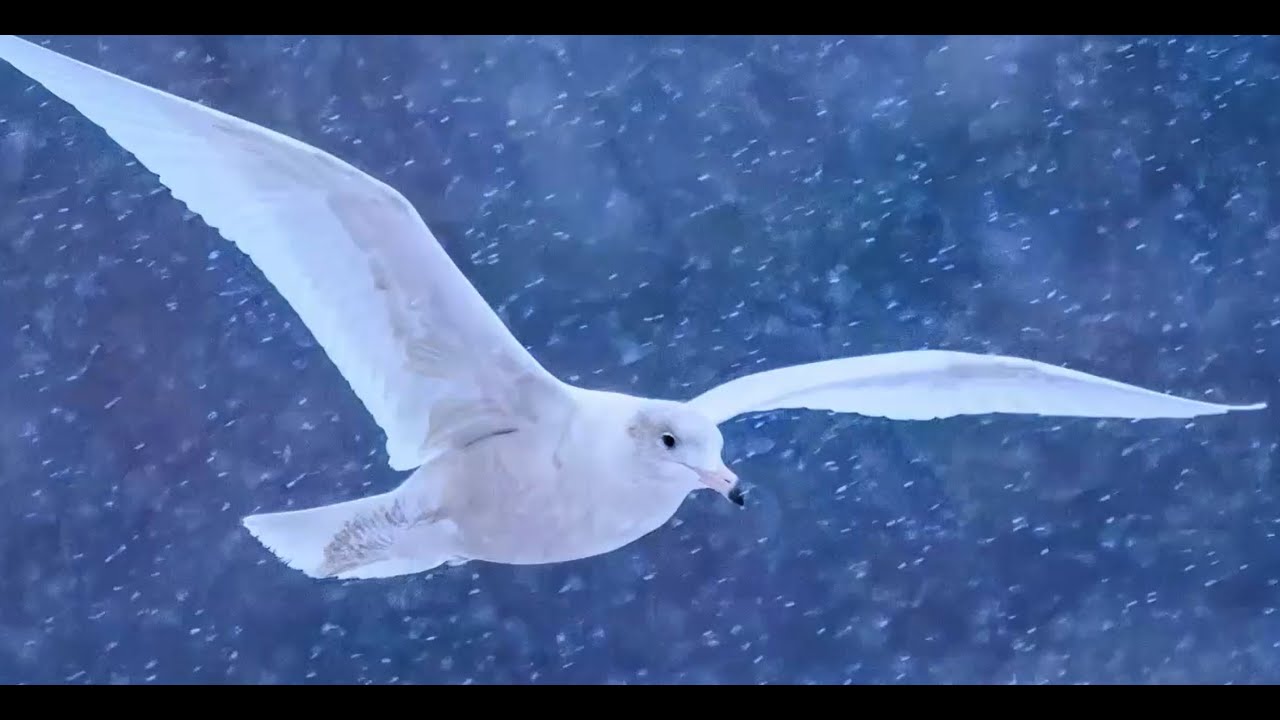 2025-04-03 Glorious Gulls - Frank Lin
