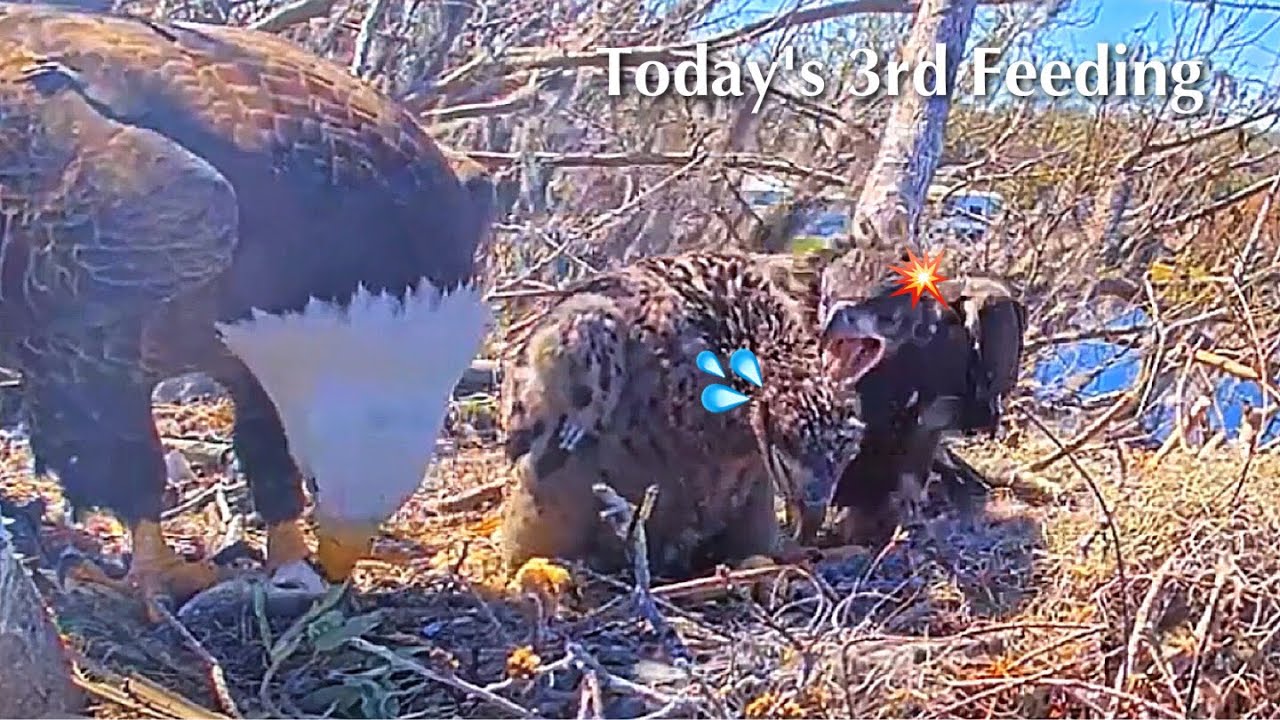 #314🦅🐥46°🐥41°／Winter Park Eagle Nest 2026／Against All Odds:One-Eyed Mom／Wink💗Atlas