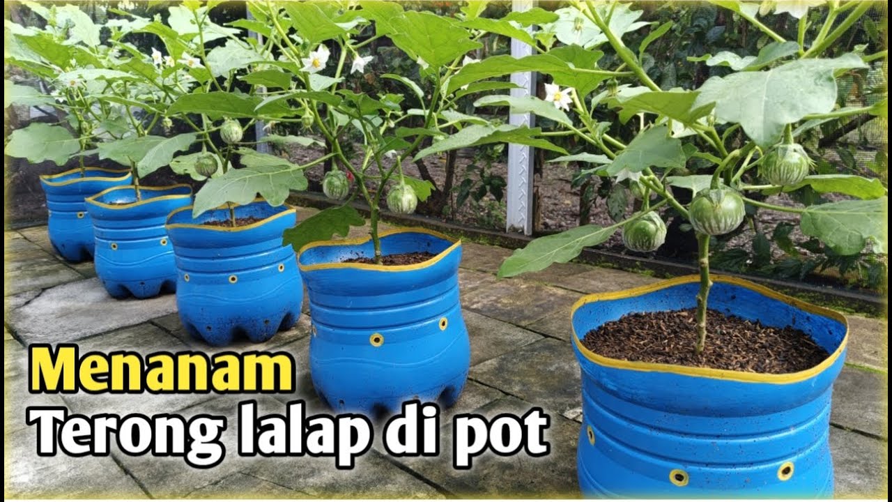 Menanam terong lalap di pot