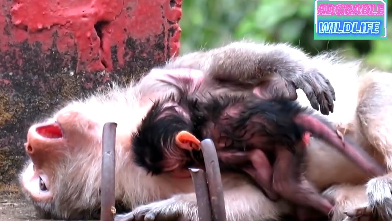 Adorable mommy monkey trying to nurses newborn carefully