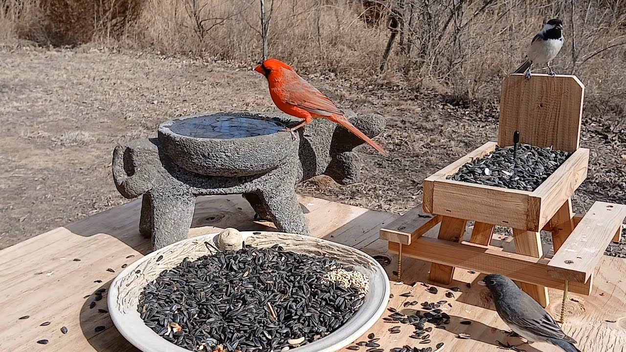 Midwest nature sounds relaxing!