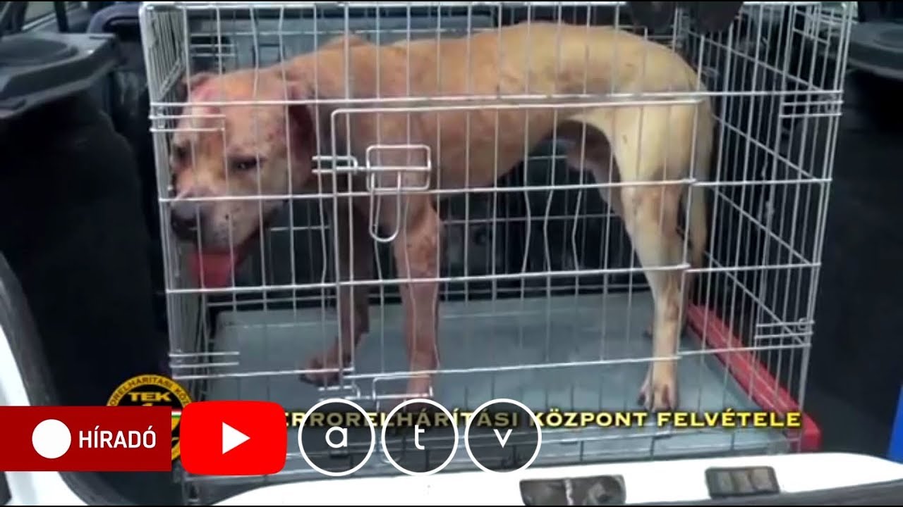 Letöltendő börtön egy kutyaviadal szervezőinek