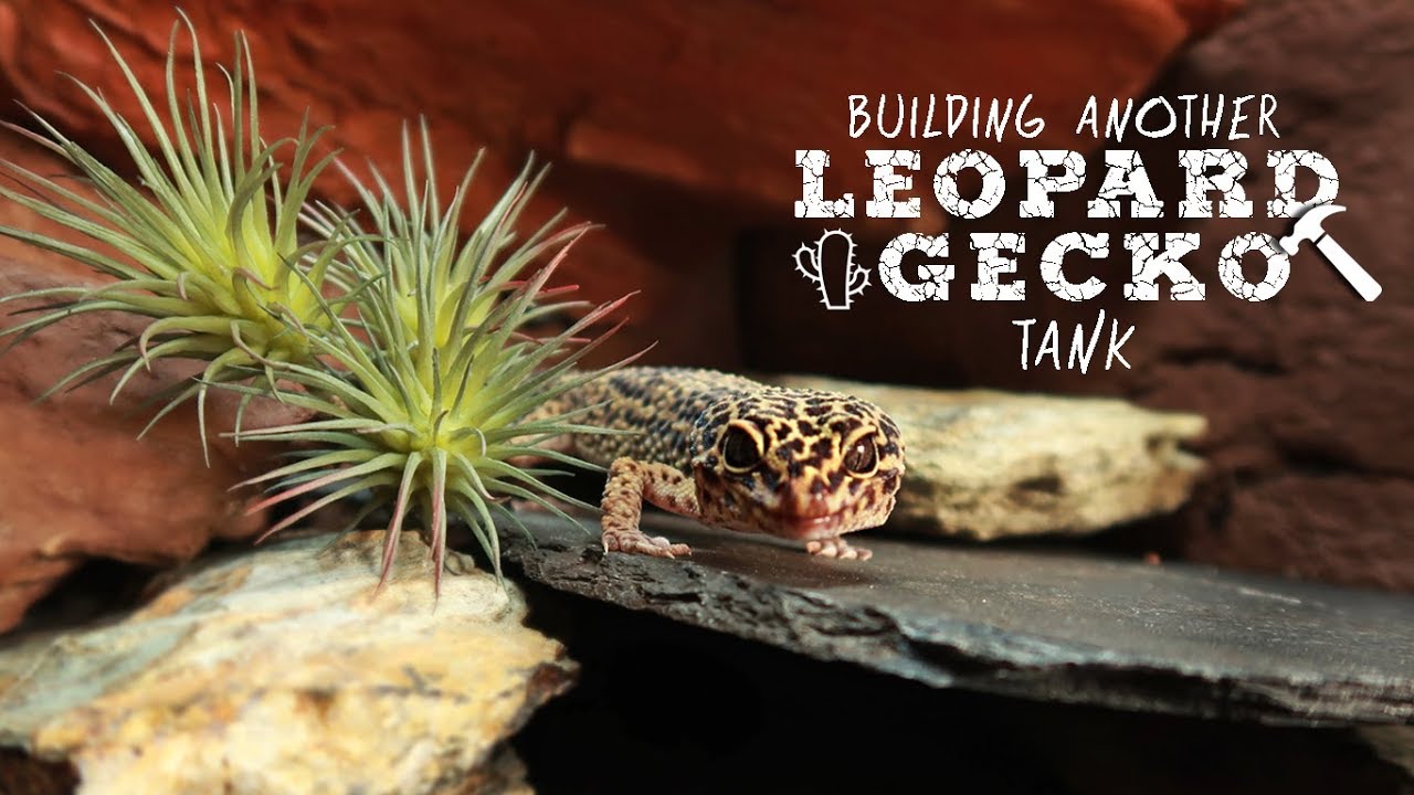 NEW Naturalistic Arid Tank Build For My Eldest Leopard Gecko! 🌵